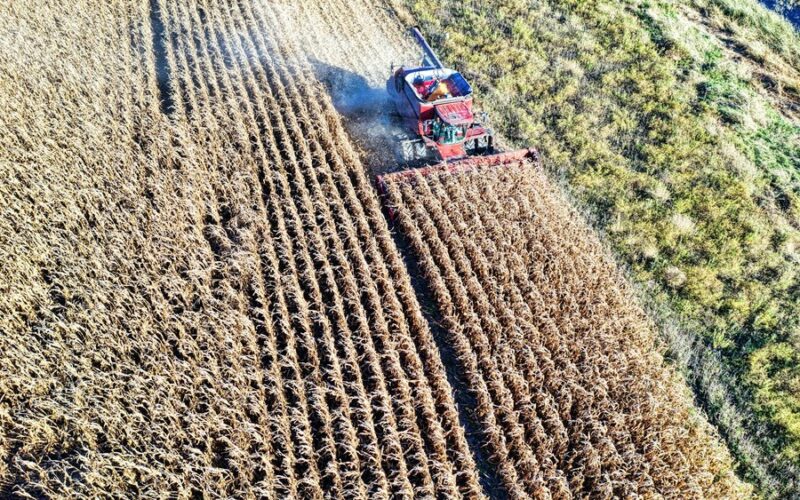 Oprysk herbicydowy aplikowany na plantacji kukurydzy w fazie powschodowej